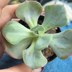 Photo of the plant species Echeveria by @KindKowhai25 named ivy on Greg, the plant care app