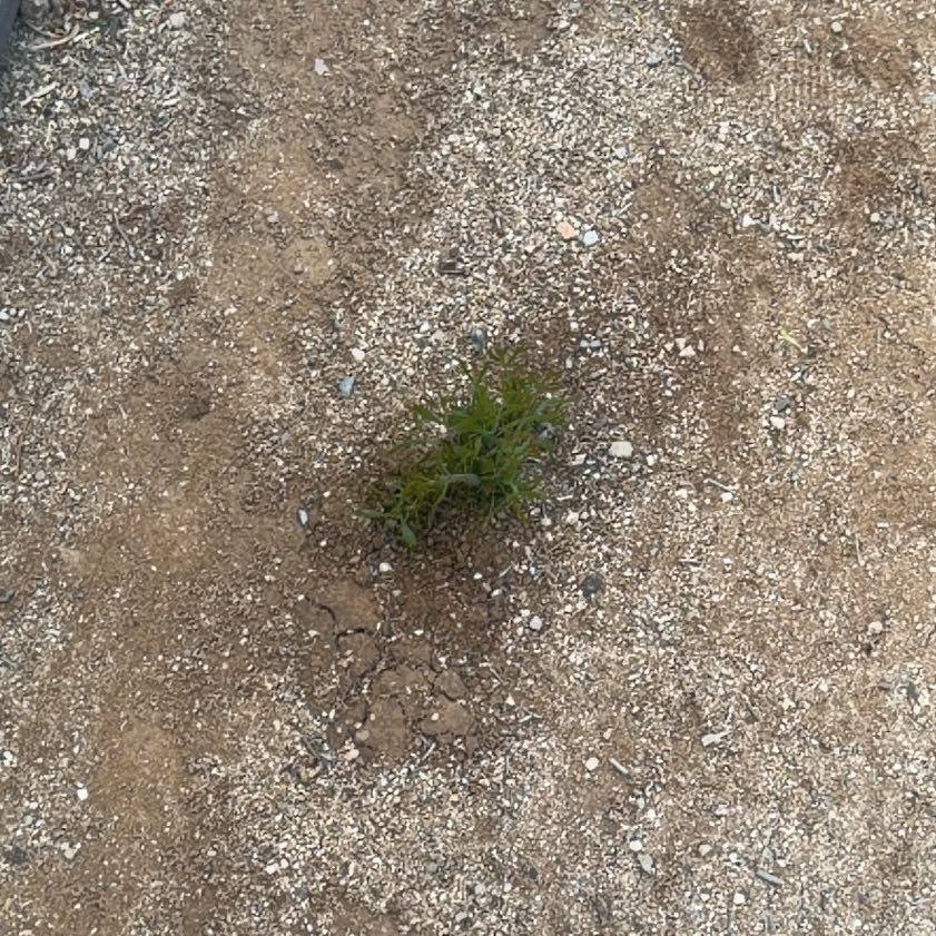 Photo of the plant species Common Ragweed by @FoxyKawakawa60 named Curie on Greg, the plant care app