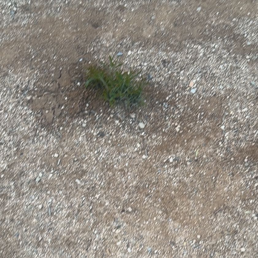 Photo of the plant species Chickory by @FoxyKawakawa60 named Khaleesi on Greg, the plant care app