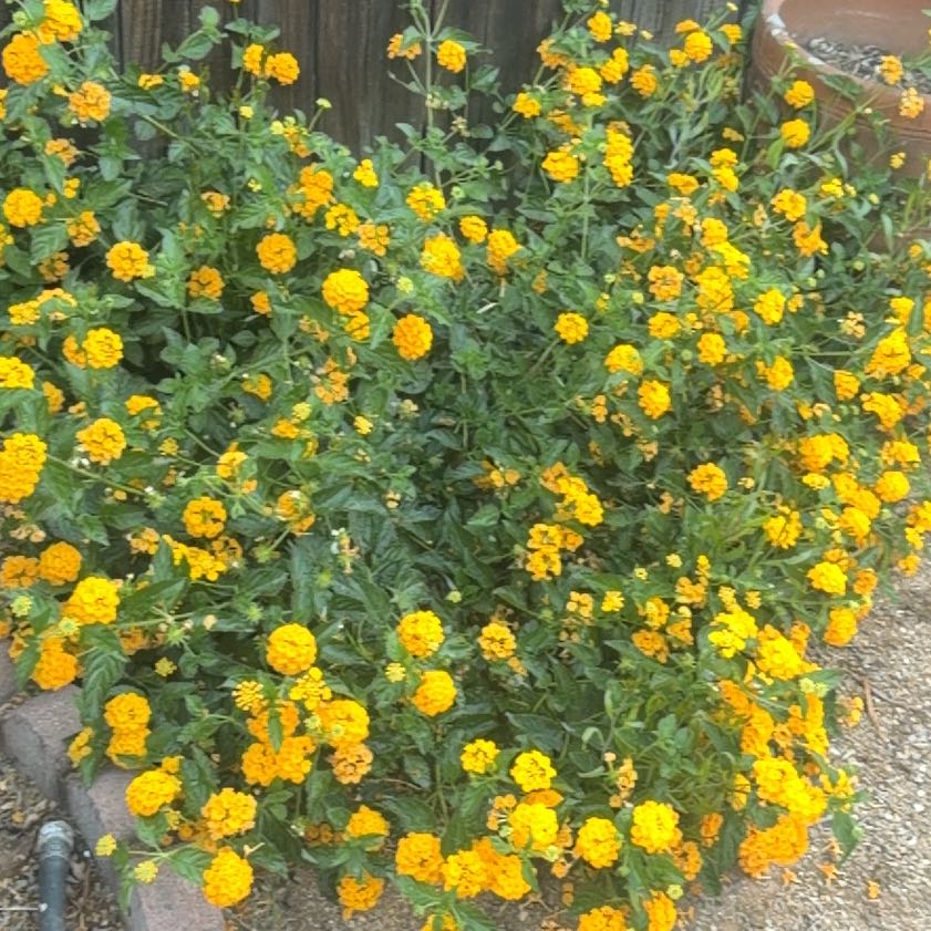 Photo of the plant species Botón De Oro by @FoxyKawakawa60 named Drake on Greg, the plant care app