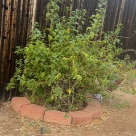 Photo of the plant species Indian Jujube by @FoxyKawakawa60 named Scarlett on Greg, the plant care app