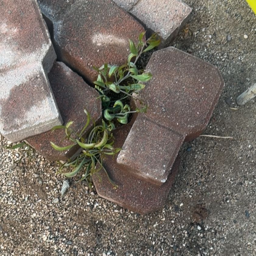 Photo of the plant species Birdeye Pearlwort by @FoxyKawakawa60 named Marley on Greg, the plant care app