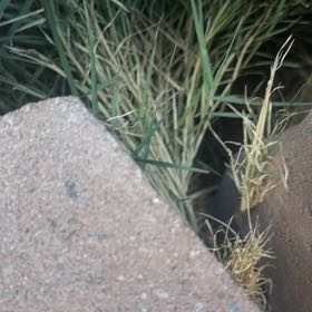 Photo of the plant species Wiregrass by @FoxyKawakawa60 named Fernie Mercury on Greg, the plant care app
