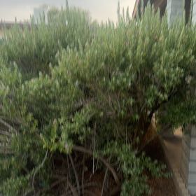 Photo of the plant species Dwarf Chapparal-Broom by @FoxyKawakawa60 named Sherlock on Greg, the plant care app