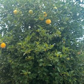 Photo of the plant species Hardy Orange by @FoxyKawakawa60 named Captain Plant-it on Greg, the plant care app