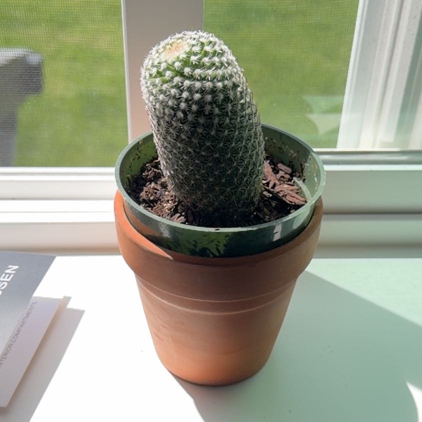 Photo of the plant species Coryphantha erecta by @GoldenBlueelf15 named Ulysses S Plant on Greg, the plant care app