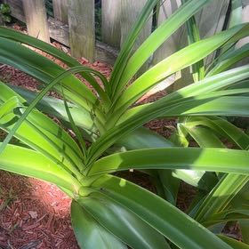 Photo of the plant species Spider Lily by @RelaxedHeather named Dolores on Greg, the plant care app