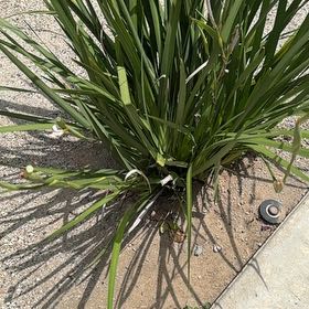 Photo of the plant species African Lily by @FreeRedtree72 named Gomez on Greg, the plant care app