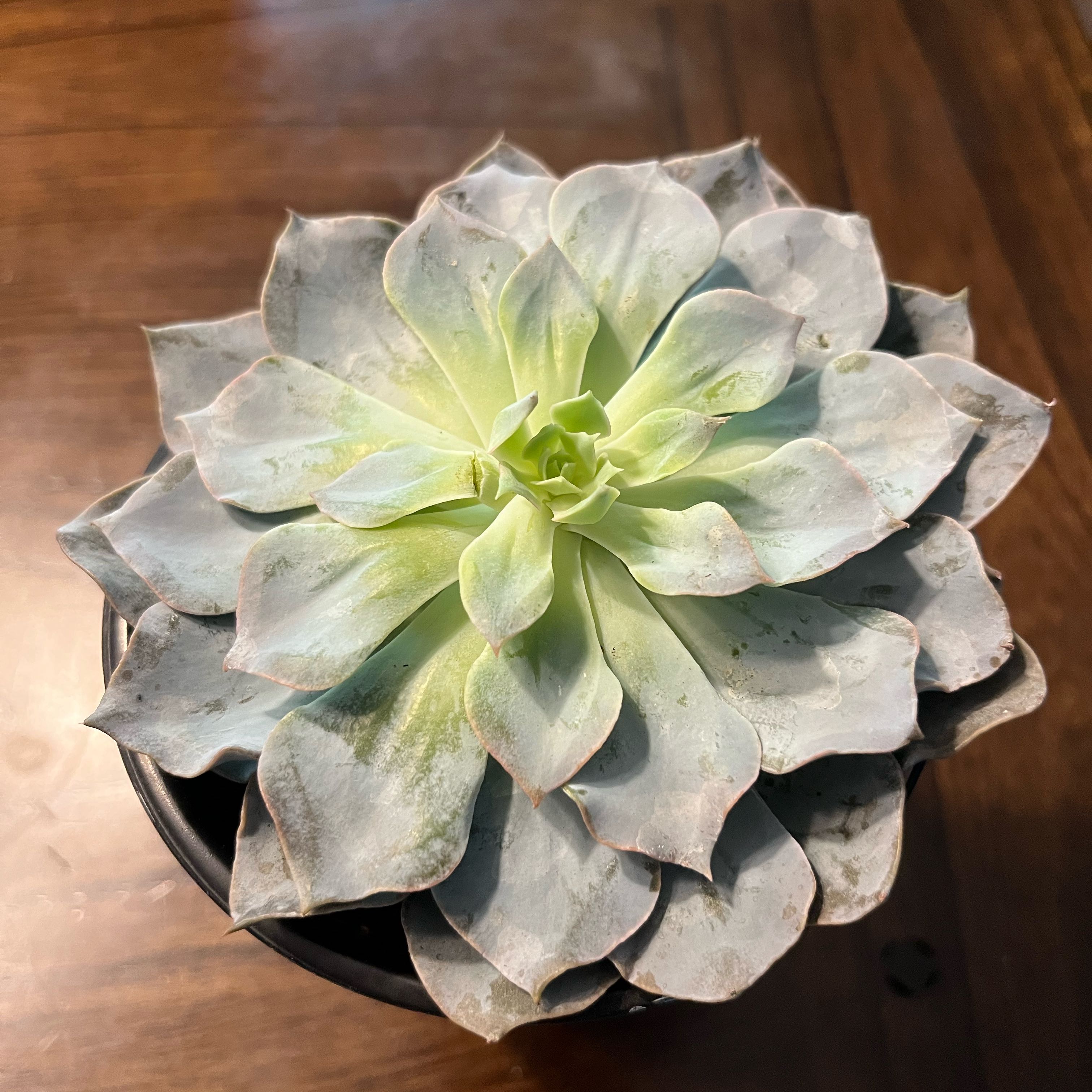 Photo of the plant species Echeveria 'Branco' by @ToughMarigold63 named Luna on Greg, the plant care app