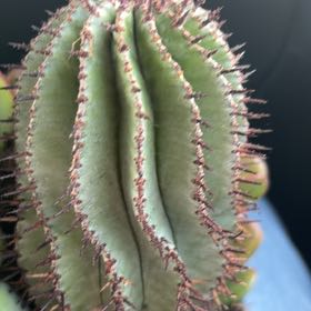 Photo of the plant species Mexican Giant Cactus by @KindMarimo27 named Oscar on Greg, the plant care app