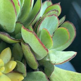 Photo of the plant species Pig's Ear by @KindMarimo27 named Muhammad Ali on Greg, the plant care app
