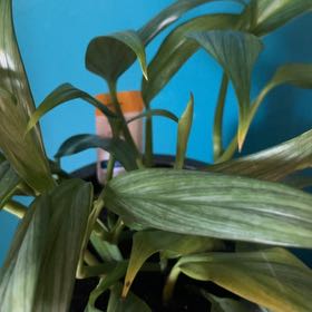 Photo of the plant species Epipremnum aureum 'Diamond' by @SharpMakura50 named Willow on Greg, the plant care app