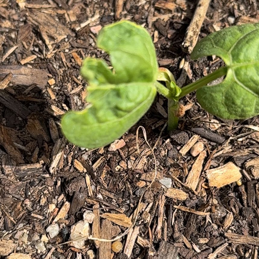 Photo of the plant species Common Bean by @SavantMorombe29 named Oscar on Greg, the plant care app