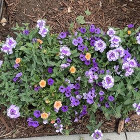 Photo of the plant species Trailing Lantana by @BrainyKiekie named Gomez on Greg, the plant care app