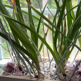 Photo of the plant species Paperwhite by @KeenCineraria9 named Naomi on Greg, the plant care app