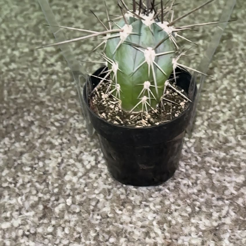 Photo of the plant species Toothpick Cactus by @AmazingRosea63 named Beyonce on Greg, the plant care app