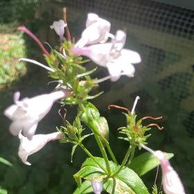 Photo of the plant species Foxglove Beardtongue by @SugarAtom6 named Einstein on Greg, the plant care app