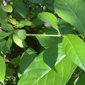Photo of the plant species Common Buttonbush by @SugarAtom6 named Homer on Greg, the plant care app