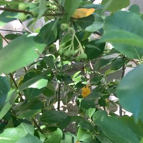 Photo of the plant species Black Chokeberry by @SugarAtom6 named Apollo on Greg, the plant care app
