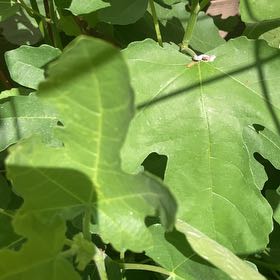 Photo of the plant species Brown Turkey Fig by @SugarAtom6 named Zeus on Greg, the plant care app