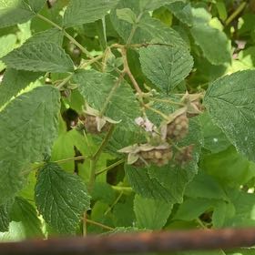 Photo of the plant species European Red Raspberry by @SugarAtom6 named Maya on Greg, the plant care app