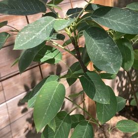 Photo of the plant species Serviceberry by @SugarAtom6 named Sol on Greg, the plant care app