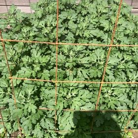 Photo of the plant species Chrysanthemum by @SugarAtom6 named Captain Plant-it on Greg, the plant care app