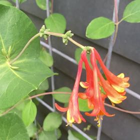 Photo of the plant species Coral Honeysuckle by @SugarAtom6 named Gregarious on Greg, the plant care app