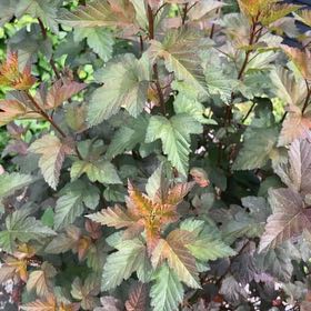 Photo of the plant species Atlantic Ninebark by @SugarAtom6 named da Vinci on Greg, the plant care app