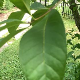 Photo of the plant species Fringetree by @SugarAtom6 named Clooney on Greg, the plant care app