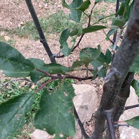 Photo of the plant species Stanley Plum Tree by @SugarAtom6 named Spike Leaves on Greg, the plant care app
