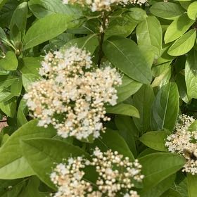 Photo of the plant species Laurustinus by @SugarAtom6 named Figyonce on Greg, the plant care app