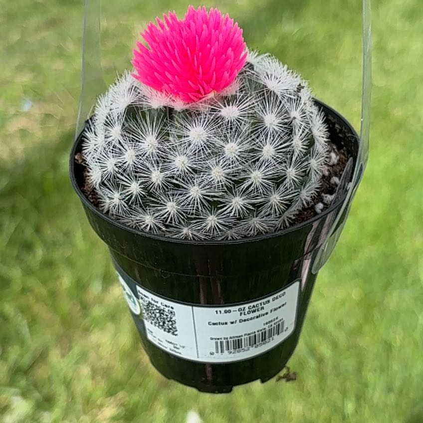 Photo of the plant species Pincushion Cactus by @VipSunstar49 named Jim bob on Greg, the plant care app