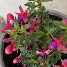 Photo of the plant species Pirouette by @TopdogPecan63 named Coco on Greg, the plant care app