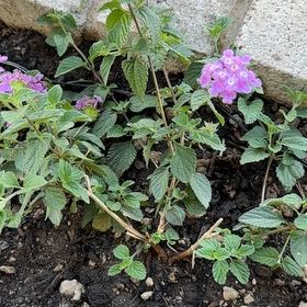 Photo of the plant species Trailing Lantana by @TopdogPecan63 named Spike Leaves on Greg, the plant care app