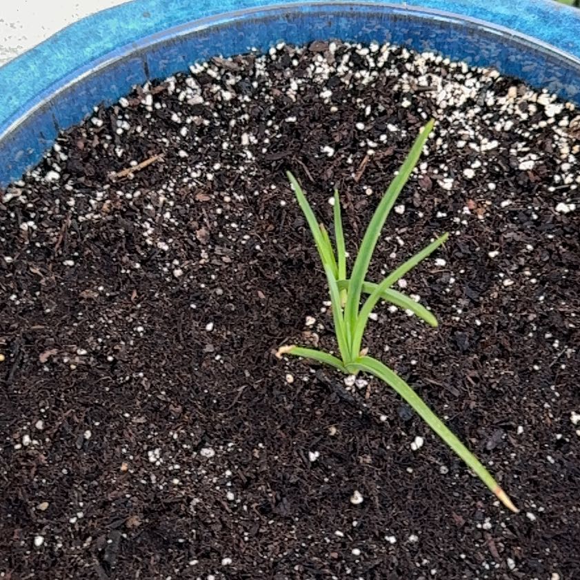 Photo of the plant species Red Hot Poker by @TopdogPecan63 named Demi on Greg, the plant care app