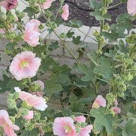 Photo of the plant species Hollyhock by @TopdogPecan63 named Bella on Greg, the plant care app