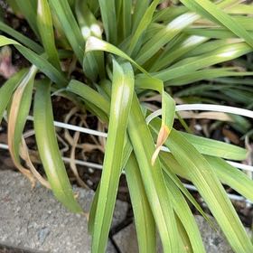 Photo of the plant species Onion Weed by @TopdogPecan63 named Plato on Greg, the plant care app