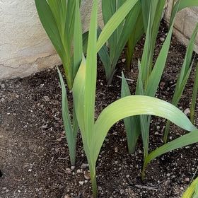 Photo of the plant species Italian Gladiolus by @TopdogPecan63 named Stella on Greg, the plant care app