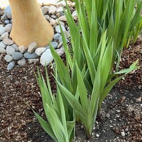 Photo of the plant species Eastern Gladiolus by @TopdogPecan63 named Terra on Greg, the plant care app