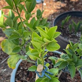 Photo of the plant species Lemon Tree by @TopdogPecan63 named Muhammad Ali on Greg, the plant care app