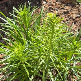 Photo of the plant species Liatris Spicata by @TopdogPecan63 named Baesil on Greg, the plant care app
