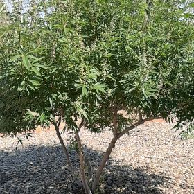 Photo of the plant species Chaste Tree by @TopdogPecan63 named Taylor Swift on Greg, the plant care app