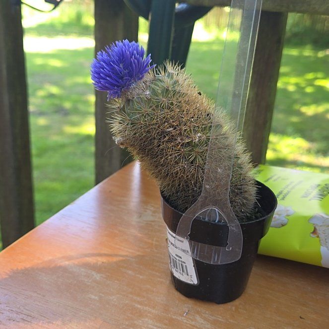 Photo of the plant species Glory of Texas Cactus by @AceTaro94 named Rosa on Greg, the plant care app