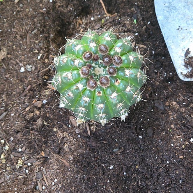 Photo of the plant species Organ Pipe Cactus by @AceTaro94 named Mollie on Greg, the plant care app