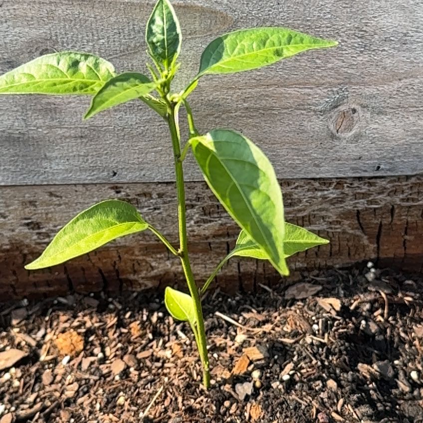 Photo of the plant species Jalapeño Pepper by @FabBaytree23 named Rihanna on Greg, the plant care app