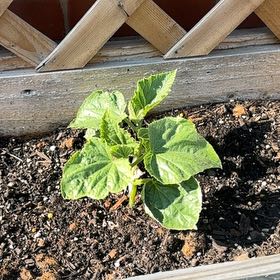 Photo of the plant species Garden Sweet Burpless Cucumber by @FabBaytree23 named Doja Cat on Greg, the plant care app
