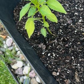Photo of the plant species Poblano Pepper by @FabBaytree23 named Anne on Greg, the plant care app