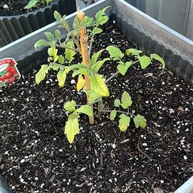 Photo of the plant species Tomato 'Sweet 100' by @FabBaytree23 named Wall-E on Greg, the plant care app