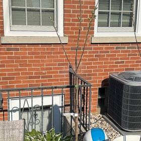 Photo of the plant species Honeycrisp apple tree by @FabBaytree23 named Duke on Greg, the plant care app